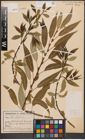 Foto von Salix fragilis L.
